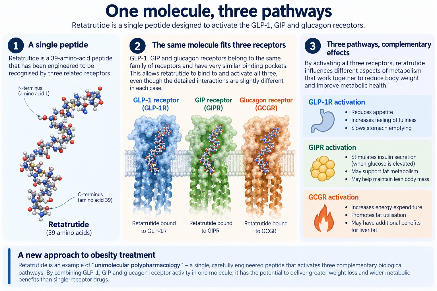 Retatrutide is a single 39-amino-acid peptide that activates the GLP-1, GIP and glucagon receptors. GLP-1 receptor activation reduces appetite, increases fullness and slows stomach emptying; GIP receptor activation stimulates insulin secretion when glucose is elevated, may support fat metabolism and may help maintain lean body mass; glucagon receptor activation increases energy expenditure, promotes fat utilisation and may have additional benefits for liver fat.